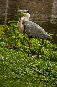 High angle view of gray heron at lakeshore