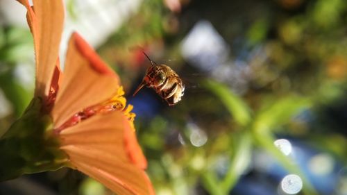 Close-up of bee pollinating on flower