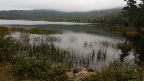 Scenic view of lake in forest