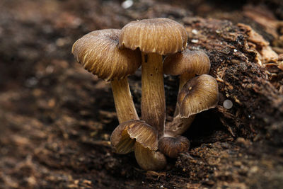 Close-up of mushrooms growing on field