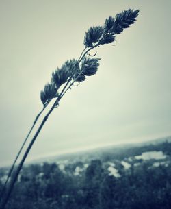 Close-up of plant against sky during winter