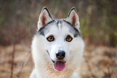 Close-up portrait of dog