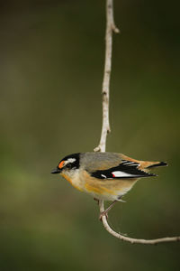Close-up of bird perching on a plant