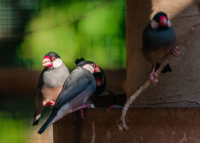 Birds perching on a tree