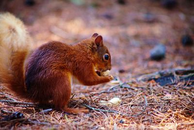 Close-up of squirrel