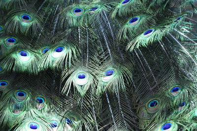 Full frame shot of peacock