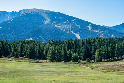 Scenic view of pine trees and mountains against sky, llívia. 