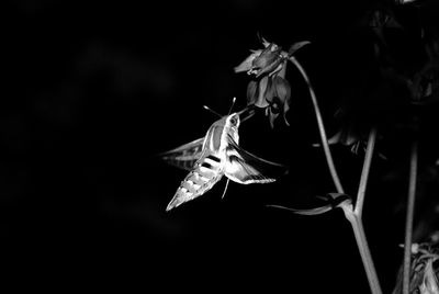 Close-up of butterfly on flower