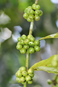 Close-up of fruit growing on plant