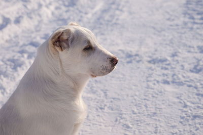 one animal