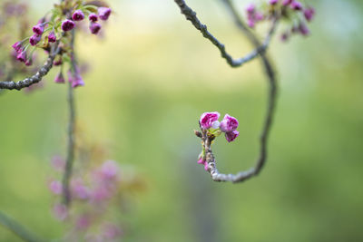 Close-up of pink flowering plant