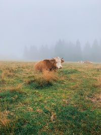 View of sheep on field