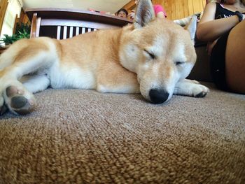 Close-up of dog resting