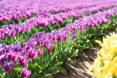 Close-up of pink flowering plants on field