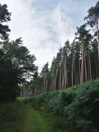 Low angle view of trees in forest against sky