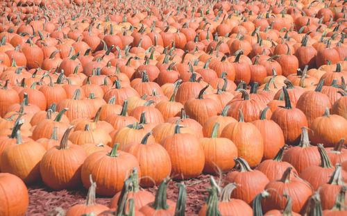 Full frame shot of pumpkins at farm