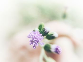 Close-up of purple flower