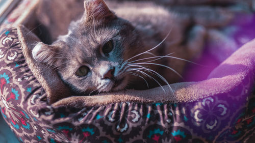 Close-up portrait of cat relaxing in pet bed