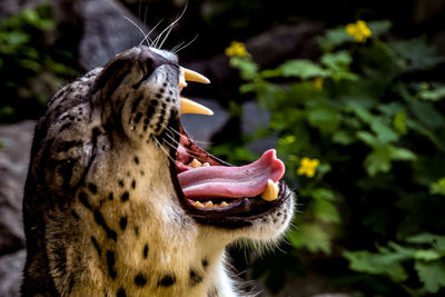 Close-up of a cat yawning