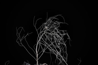 Low angle view of fireworks against black background