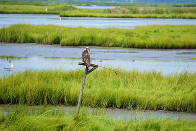 View of a bird on a water