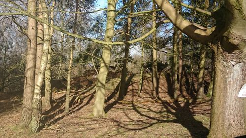 Trees in forest