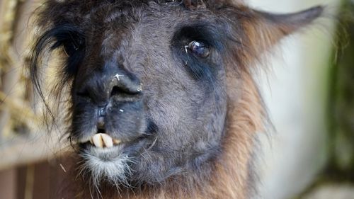 Close-up of a lama 