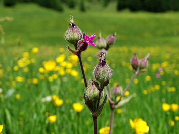 Close-up of butterfly pollinating on purple flowering plant