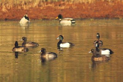 Ducks swimming in lake