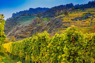 Scenic view of vineyard against sky