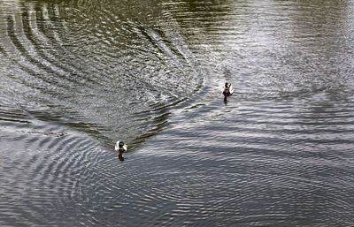 High angle view of ducks swimming in lake