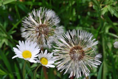 Close-up of white flowering plant