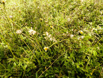 High angle view of flowering plants on land