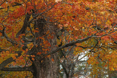 Trees in autumn