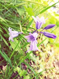 Close-up of purple flowers blooming outdoors