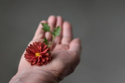 Cropped hand of woman holding flower