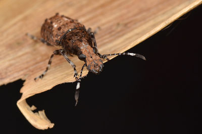 Close-up of insect on wood