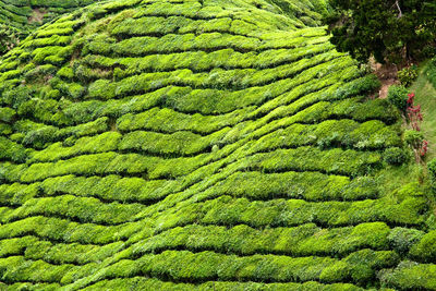 Scenic view of green field