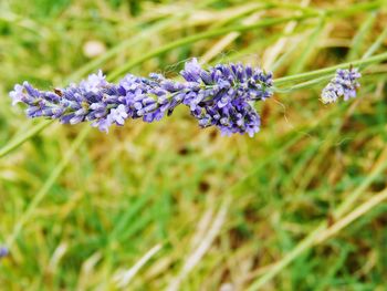 Close-up of purple flowers