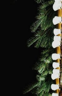 Close-up of christmas tree at night