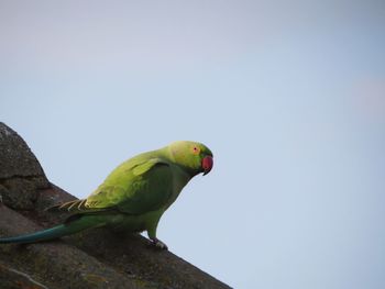 Low angle view of parrot perching on rock against sky