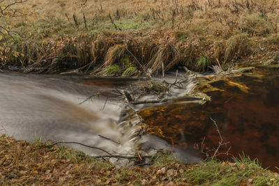 Scenic view of river flowing in forest