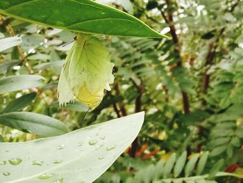 Close-up of plant