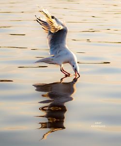 Seagull flying over lake