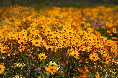 Close-up of yellow flowering plants on field