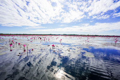 View of birds in sea against sky