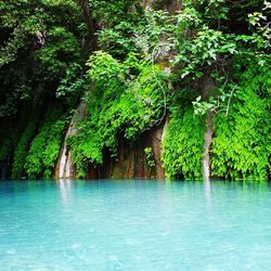 Scenic view of trees in forest