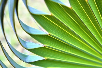 High angle view of green leaves