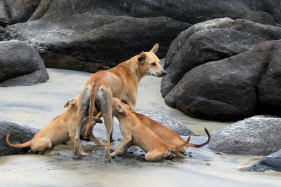 High angle view of dog feeding her puppies