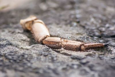 Close up of insect